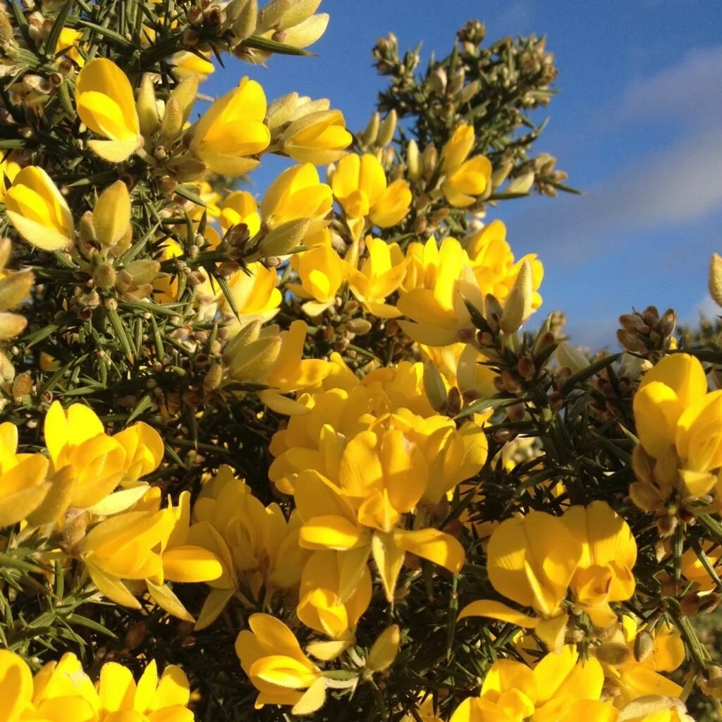 Gorse-3-c-Trevor-Dines_Plantlife-1024x1024.jpg