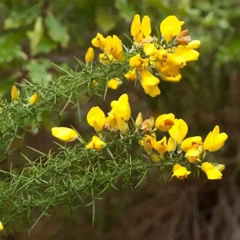 Gorse-blossom-004-PC.webp