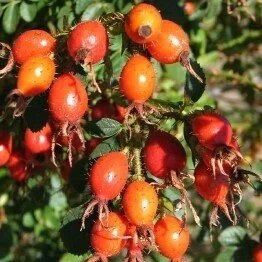 sweet_briar_fruit.jpg
