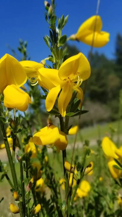 Get Ahead of Woody Weeds This Season