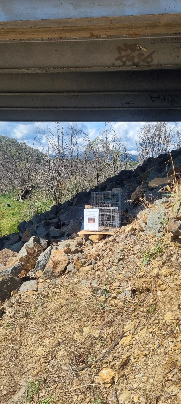 Myna trap 3.jpg