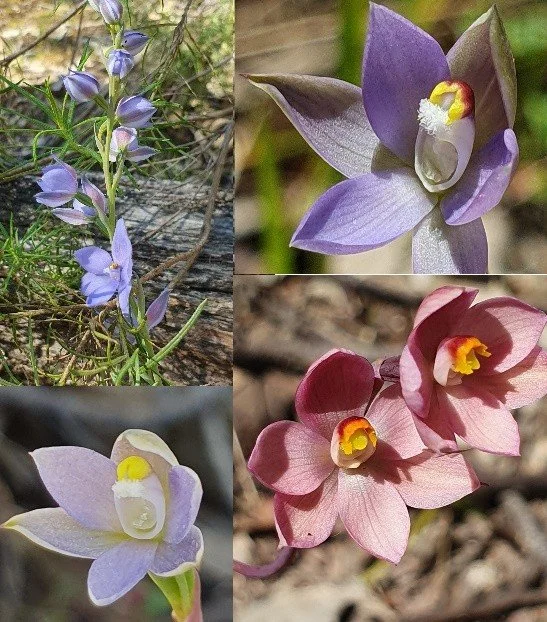 DLG Wildflower walk 2026 – A walk in a genuine native garden