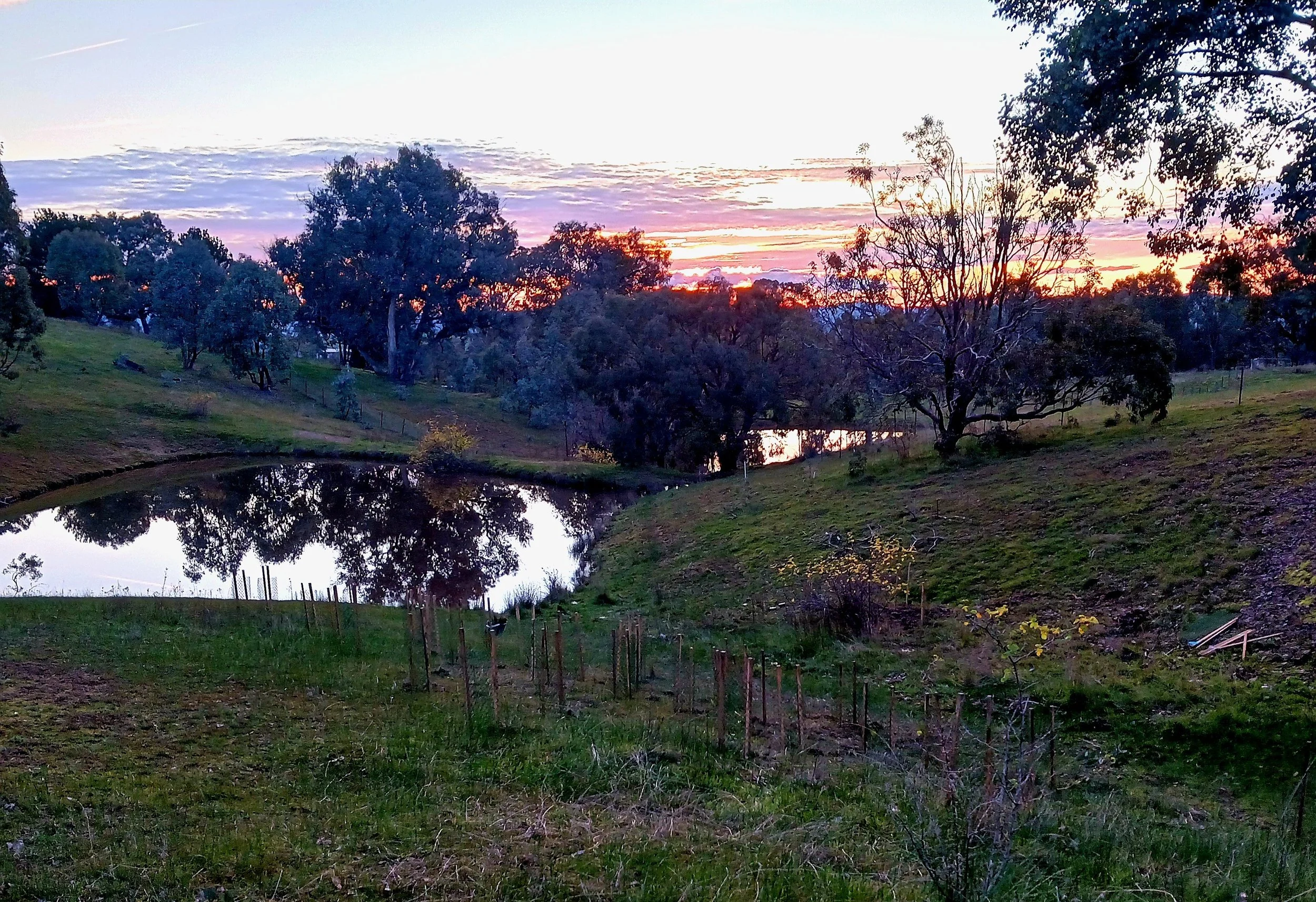 Sunsets over the plantings