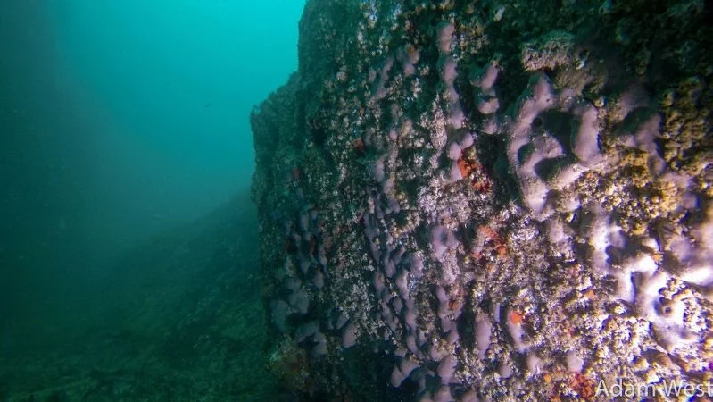 Misconception there's no fish in Jersey 