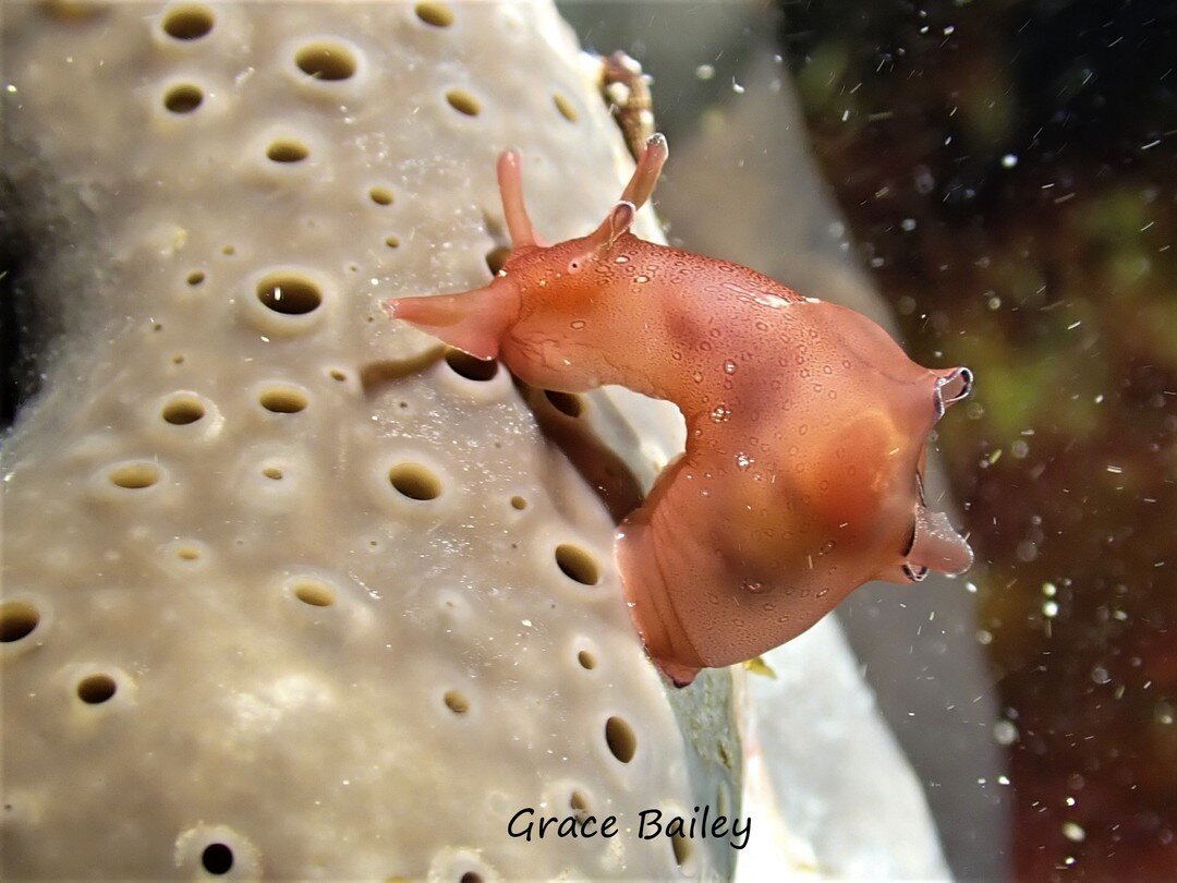 This is certainly the nudibranch year! 

We are spotting them in the bays, on the reefs and even on the wrecks! 

Our amazing photographer/ divemaster Grace Bailey took these at Wills wall and Rigdon bank. 

How many different ones will we spot this 