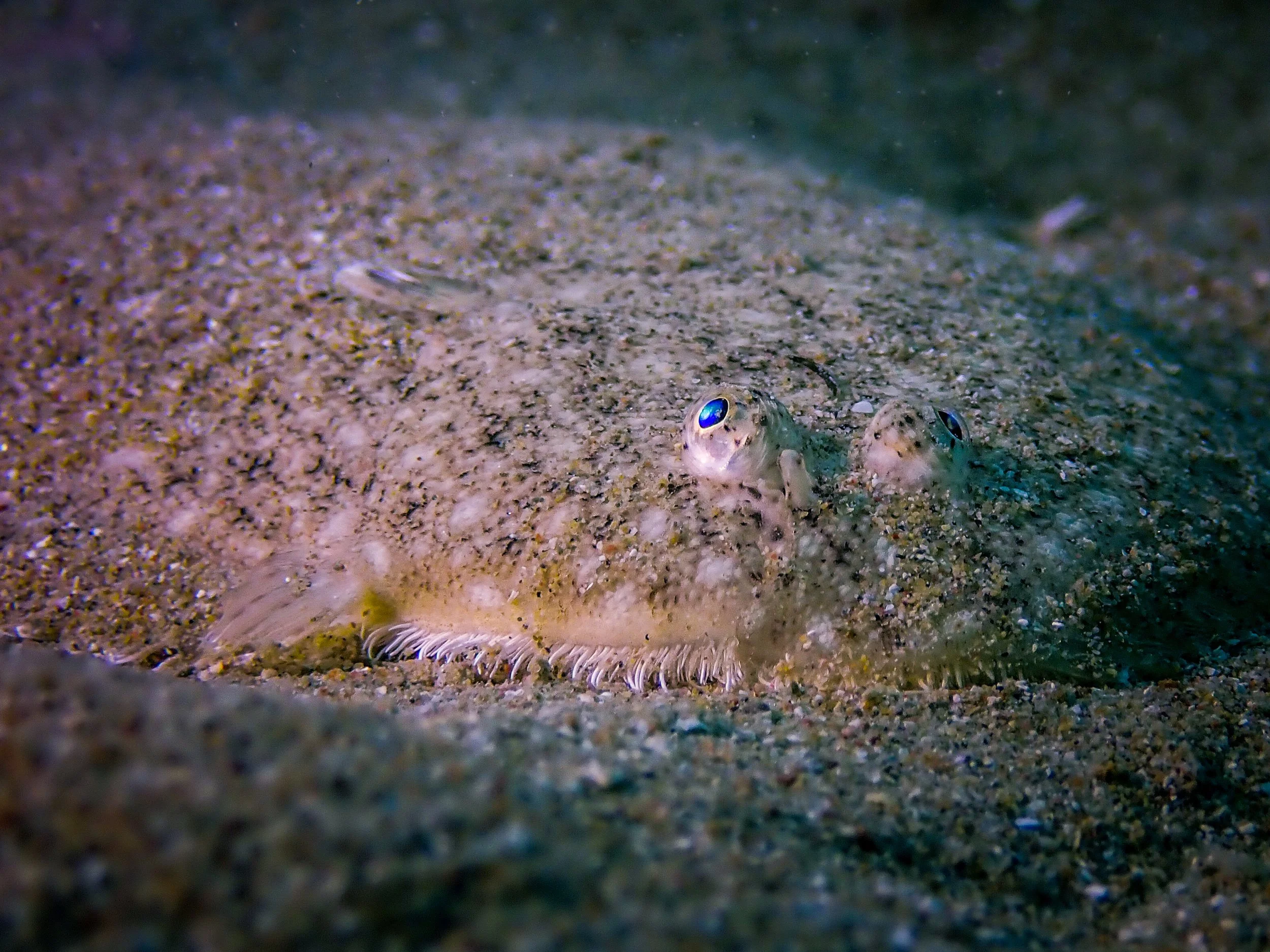 Greve De Lecq Shore dive