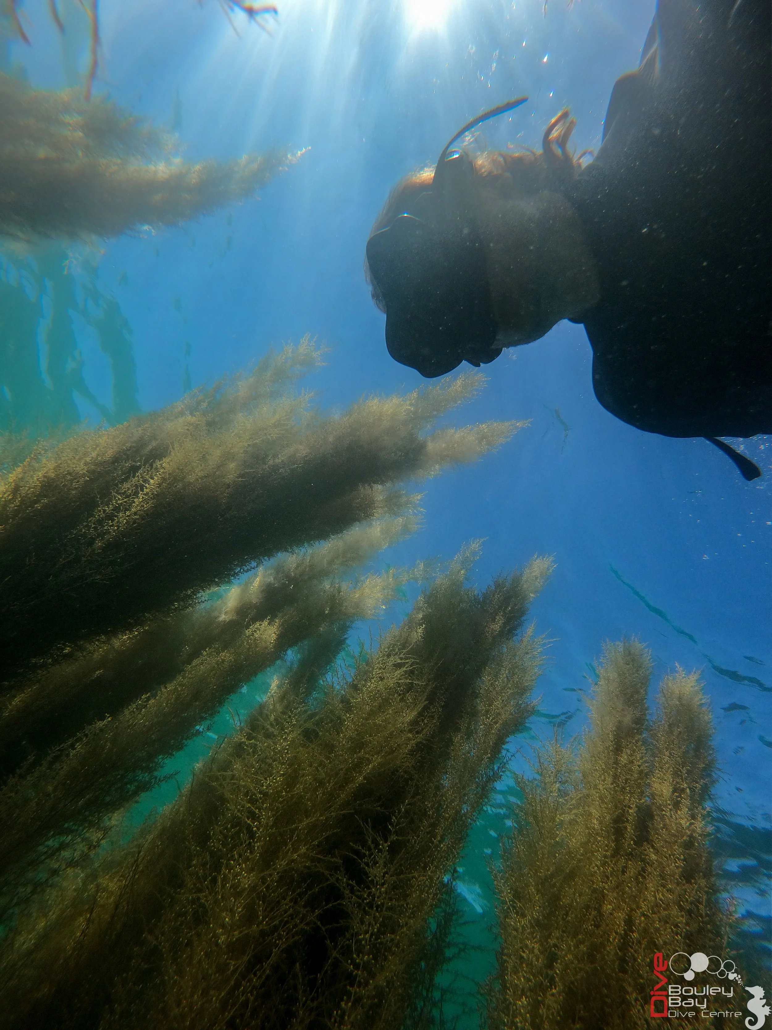 snorkel lesson/ tour bouley bay 