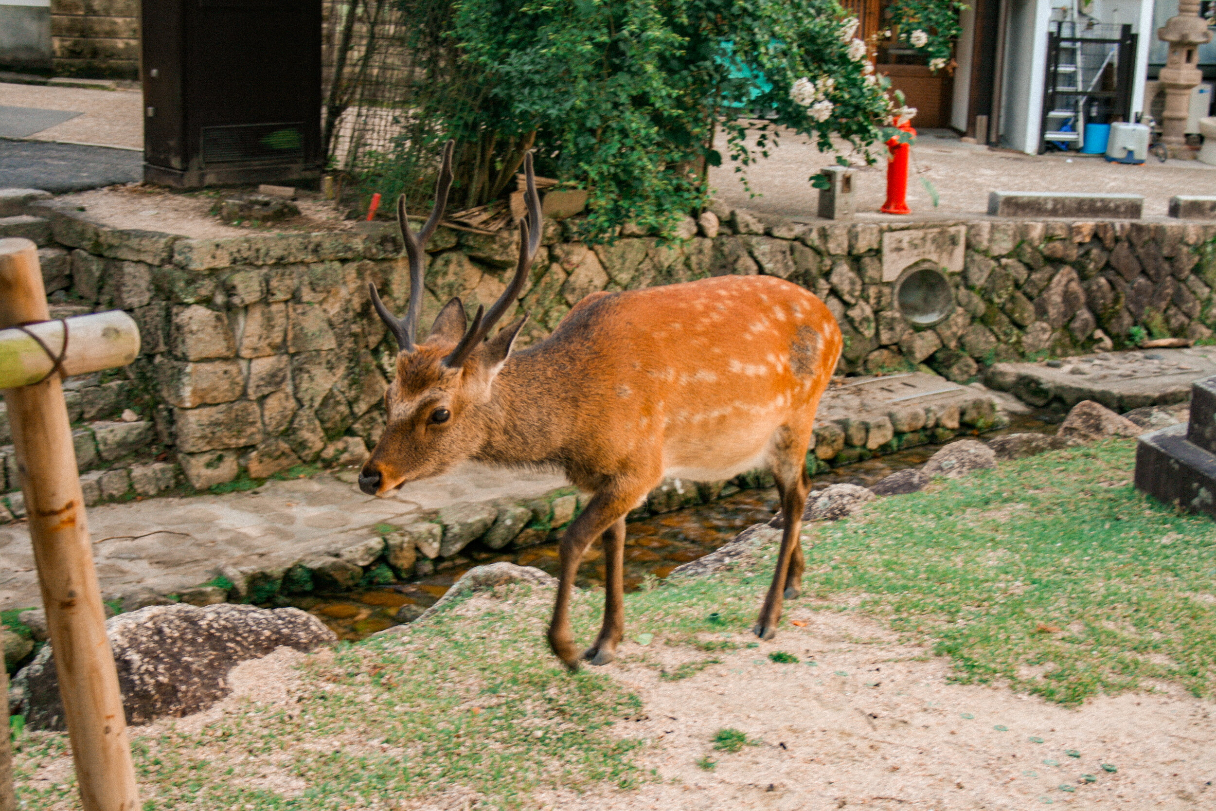 deer are said to be very sacred in shinto traditions