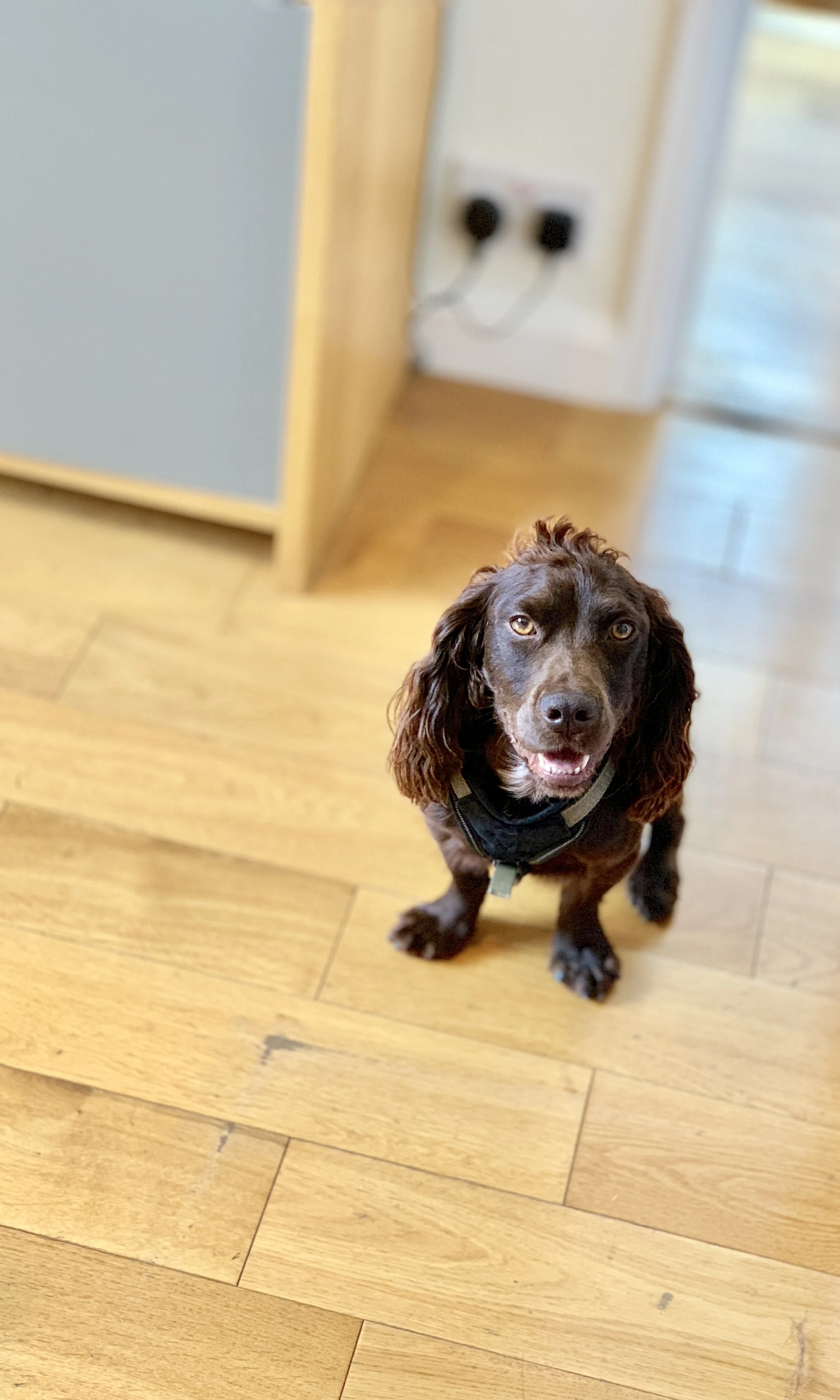 Roberto Revilla London, our Working Cocker Spaniel, Bailey, who we rescued in June 2017.