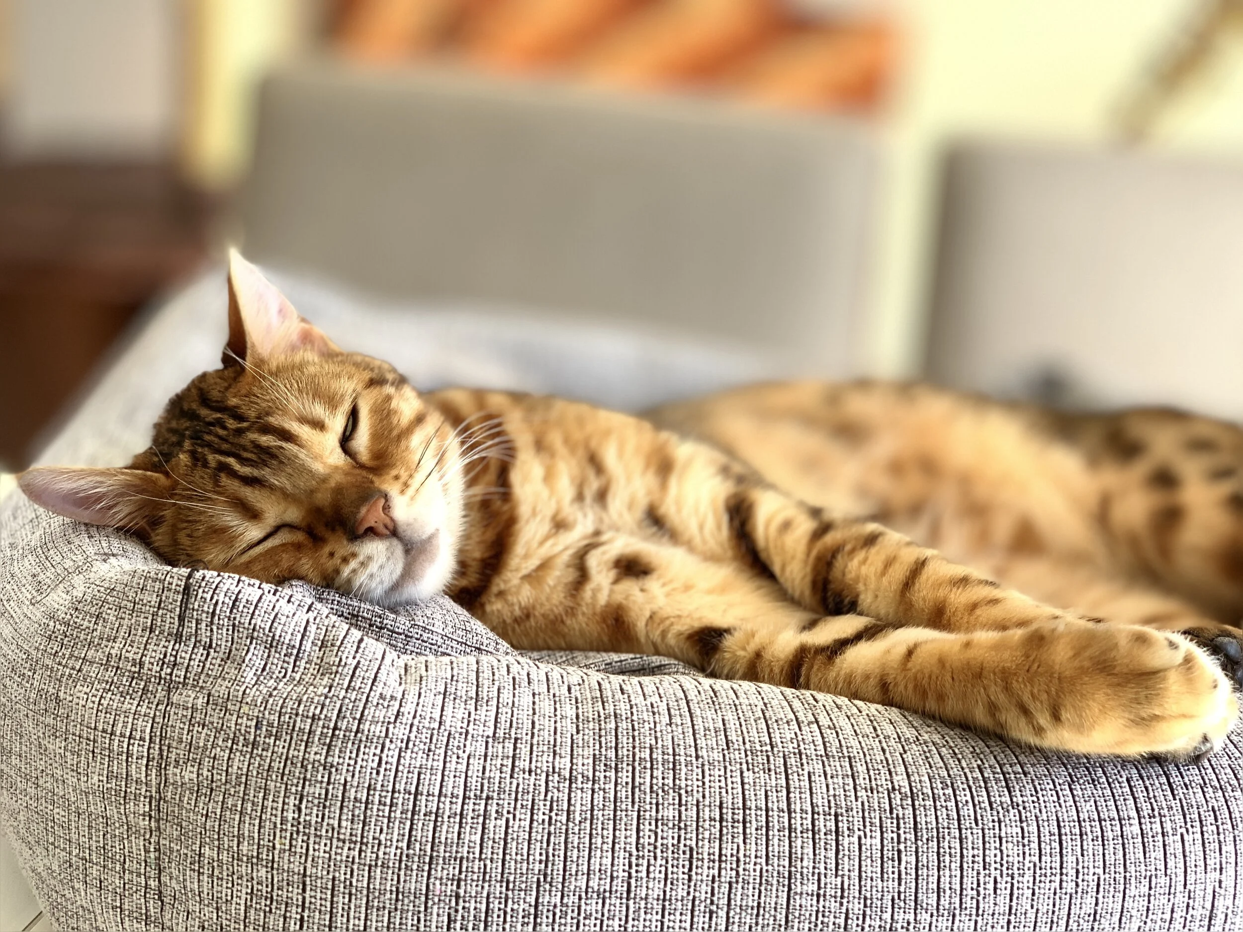 Roberto Revilla London - Jessie the Bengal, our Quality Control Officer