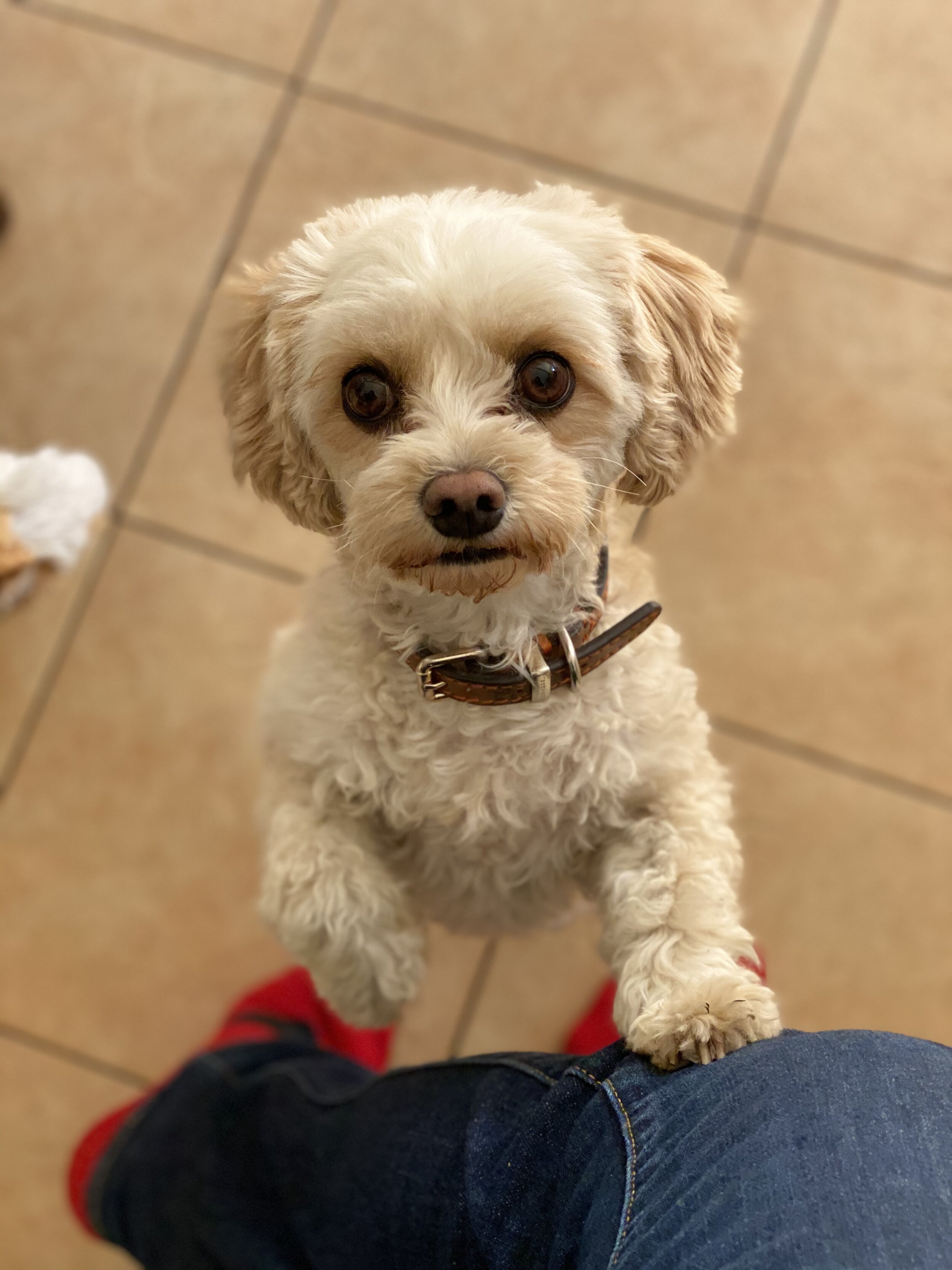 Roberto Revilla London - Customer Service Rep Emily the Cavachon