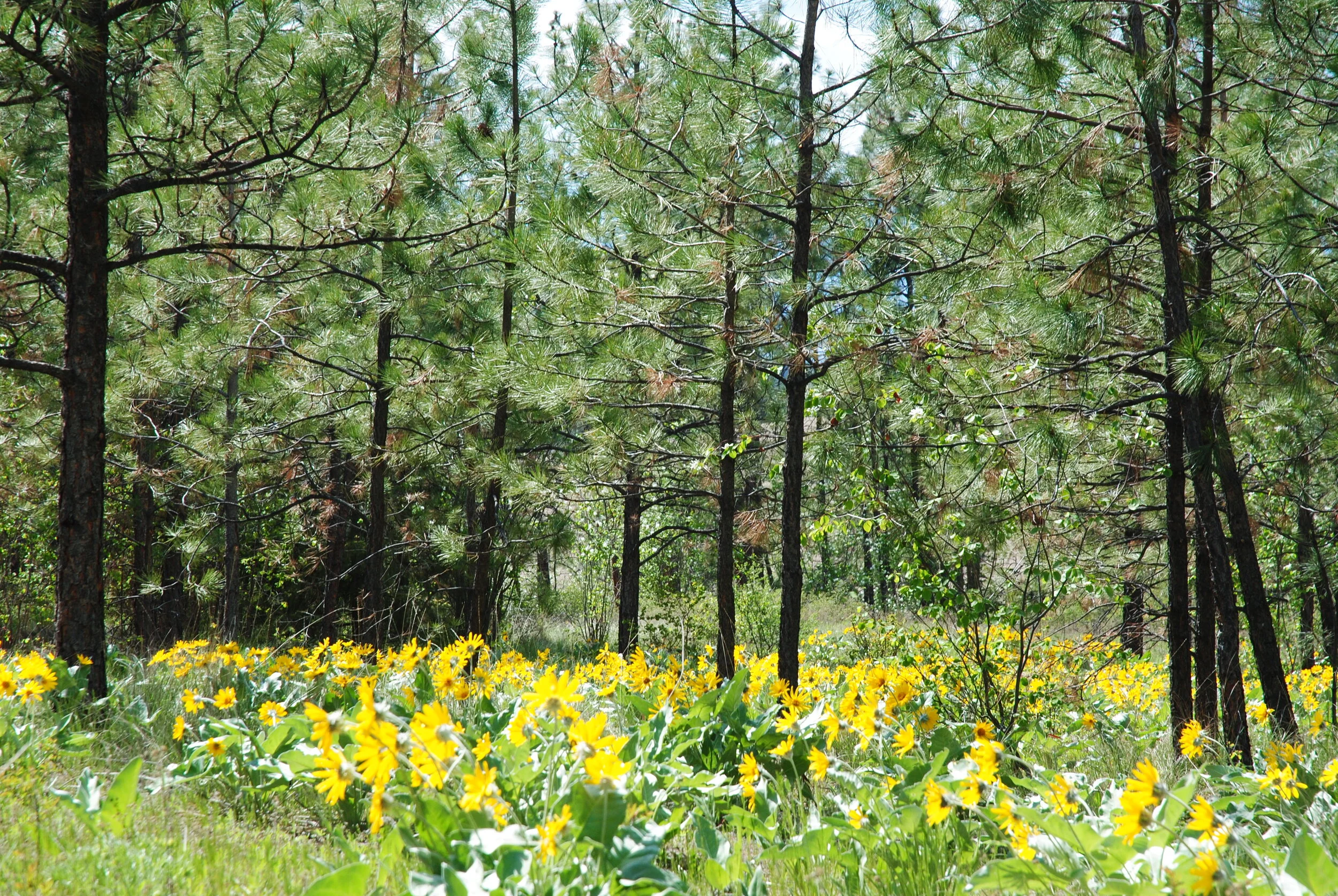 DSC_0406.jpg