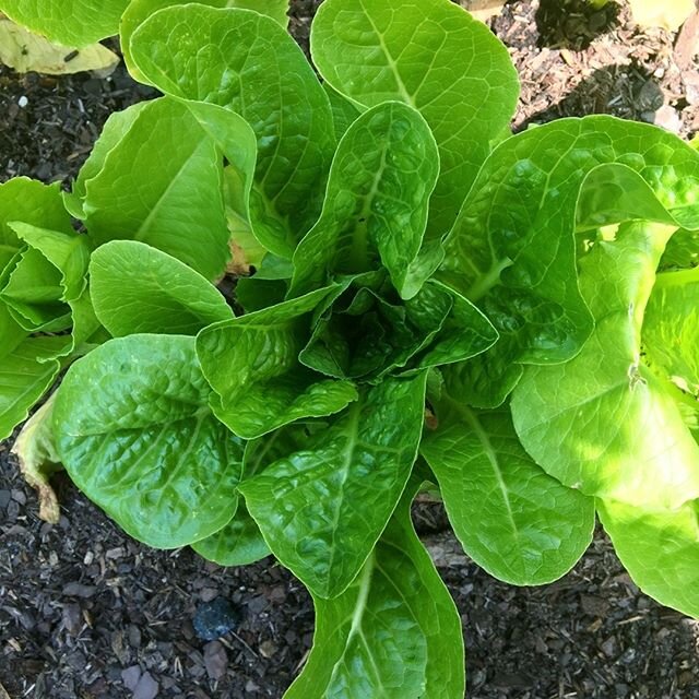 SO PUMPED to nosh on these babies in a few more days! Did anyone else get the itch to start a #quarantinegarden? Eating seasonally is a mark of my unearned privilege (white, cis, middle-class, neurotypical, non-disabled) - I am humbled and grateful f