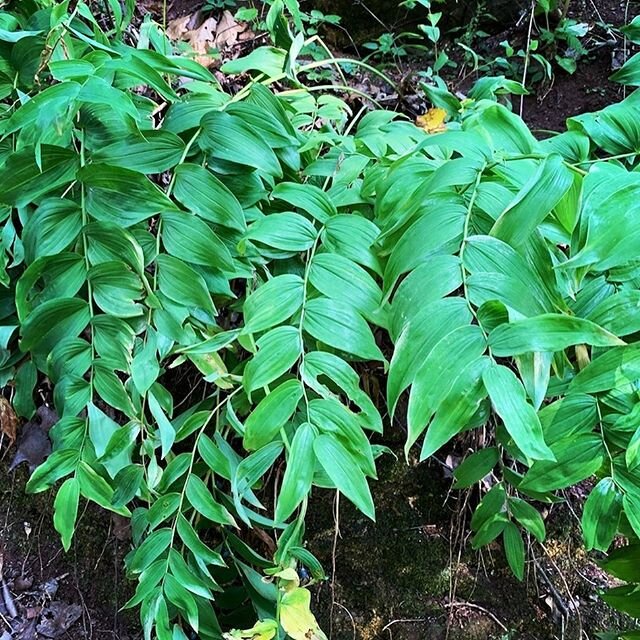 Imma need you to let me fan-girl for a minute, because I just finished bottling the Solomon&rsquo;s seal tincture and I&rsquo;m geeking out. Having Solomon&rsquo;s seal (Polygonatum multiflorum) in my toolbox as someone who works with musculoskeletal