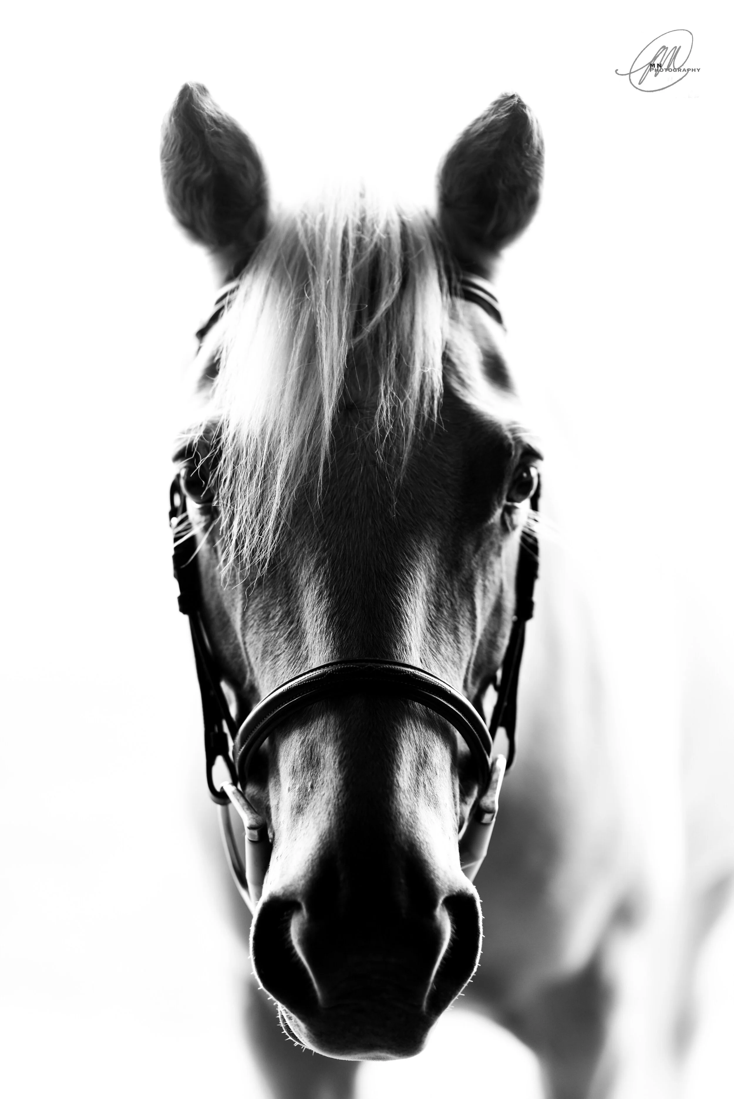 ChaCha watermark.jpeg