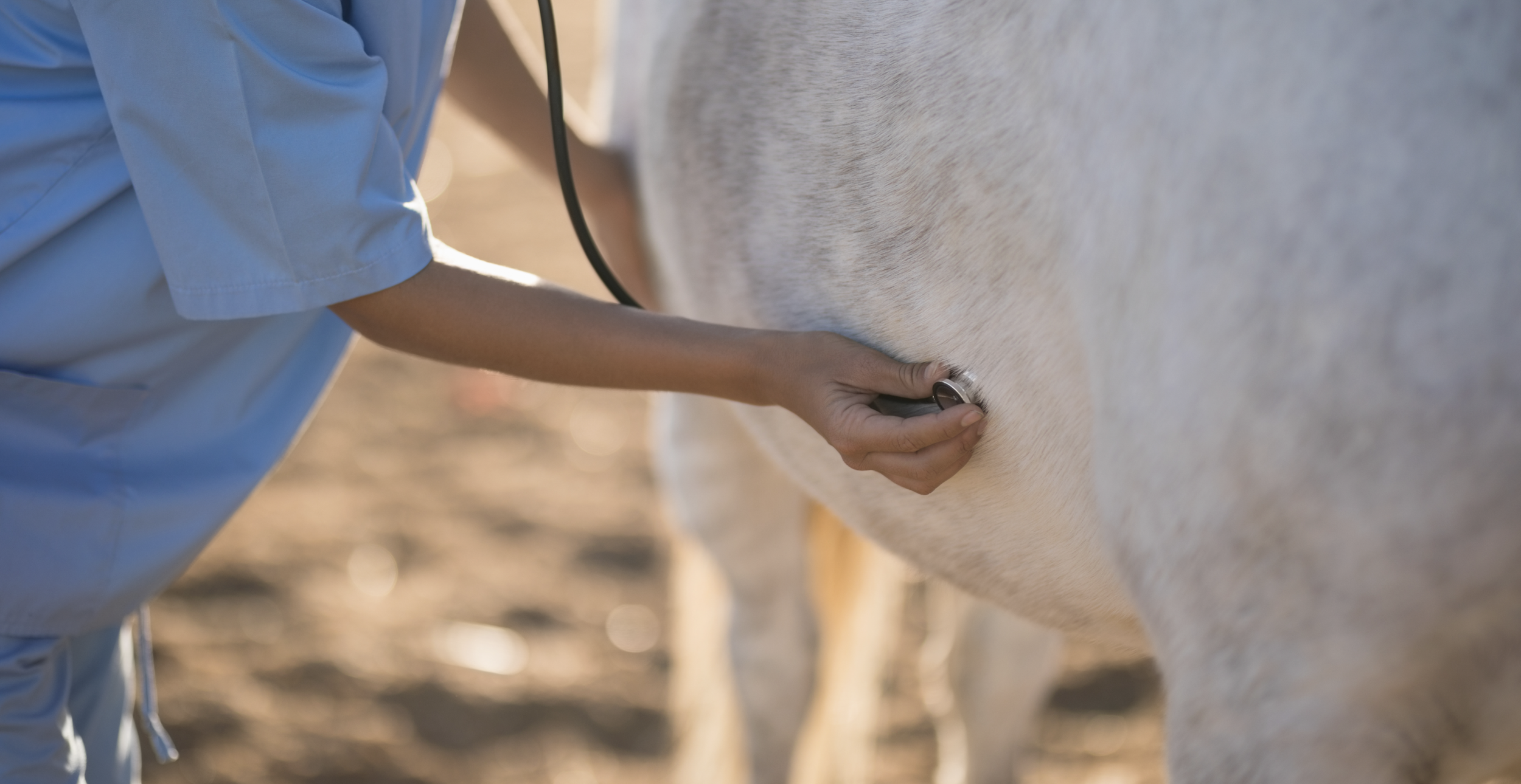 belly-pic-horse-emergency.png