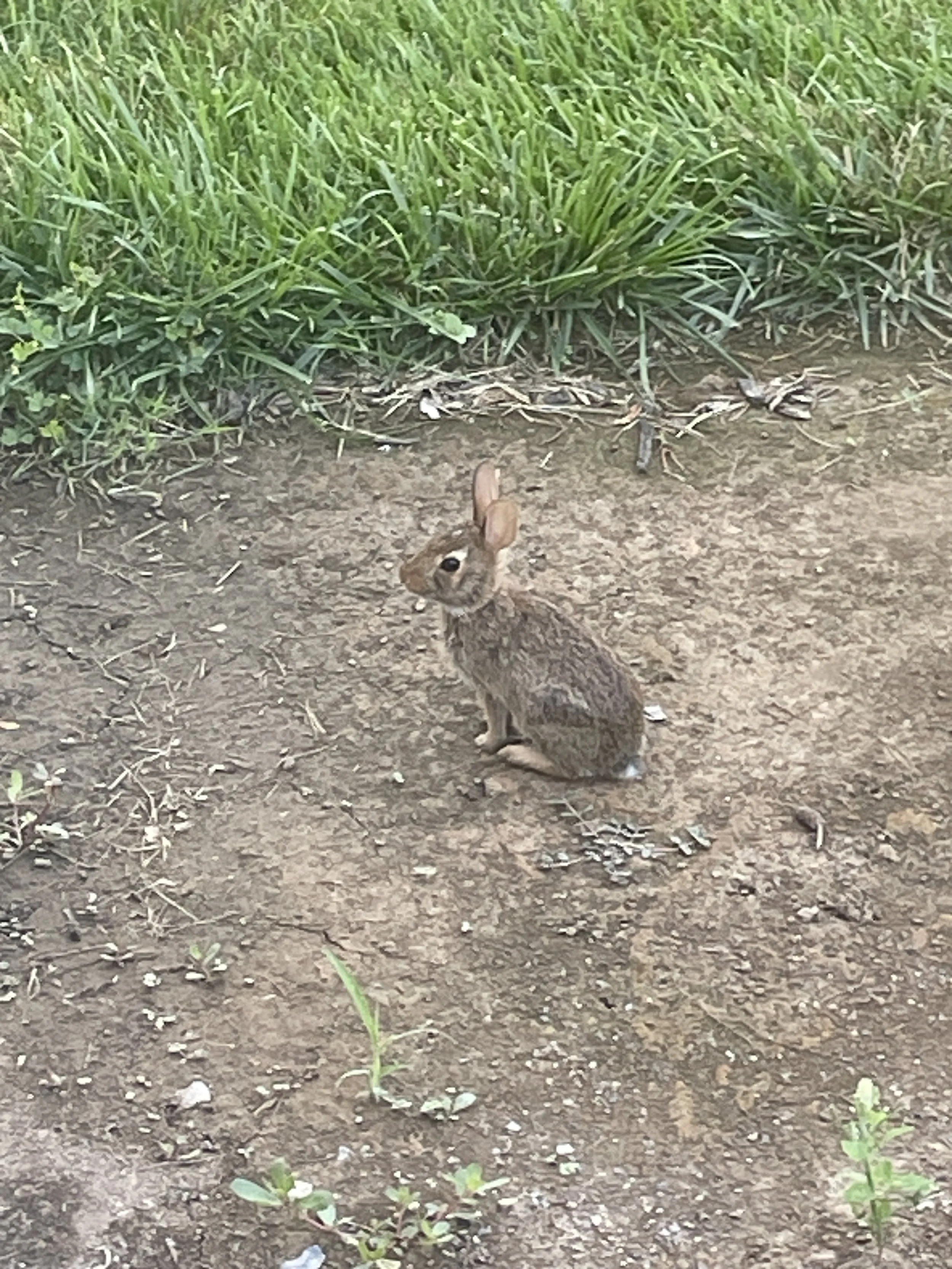 Baby bunny