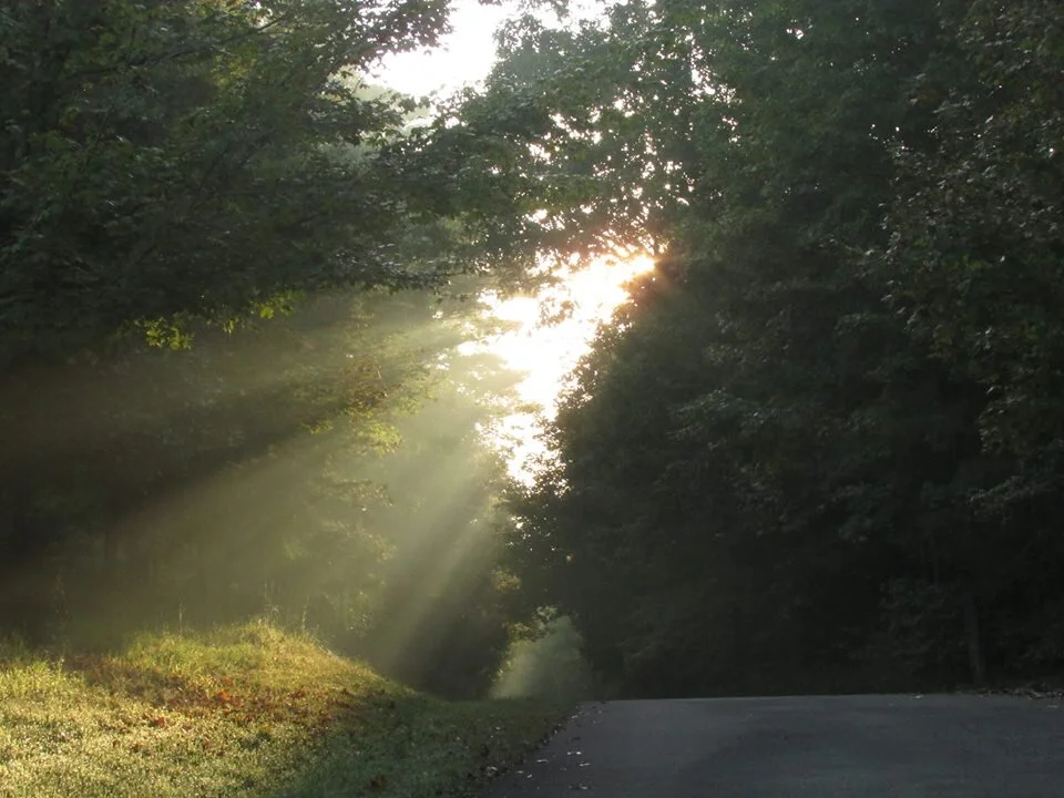 JW  Light and Trees.jpg