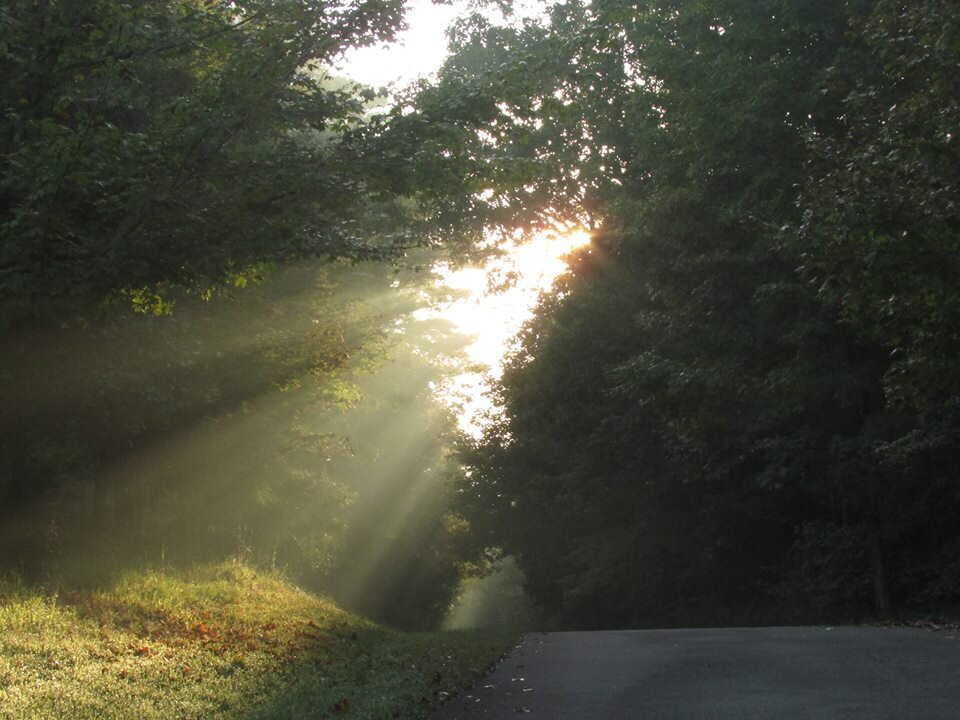 JW  Light and Trees.jpg