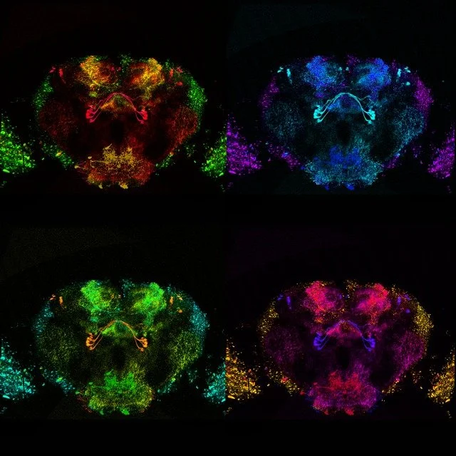 Two days left for the 2025 GSR Symposium!!
GSRS 2025 Biomedical Image of the Year 2nd Place: Tina Yang (CMP)
Dopamine neuron system in Drosophila Melanogaster. This stylized image is a tribute to Andy Warhol and contains some elements of digital ar