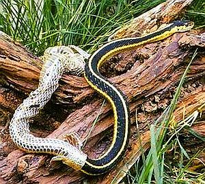 Shedding a Relational Pattern that no longer serves you