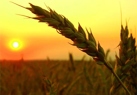 Plowing the Hard Ground for Change (again) in a New Year