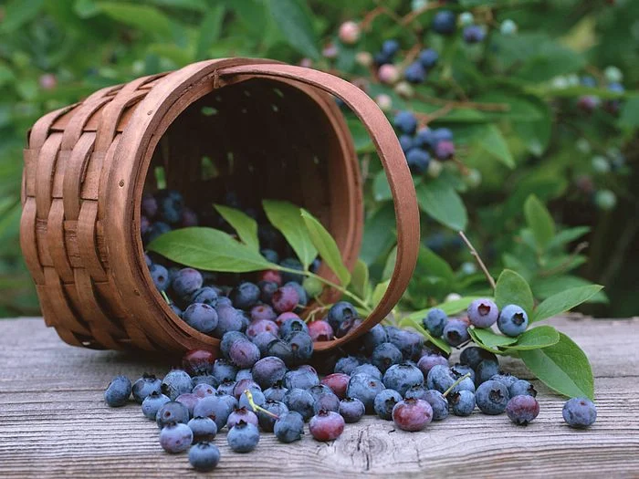 Women in Their 40’s-  Fruit, Freedom, and Fine-Tuning Voice