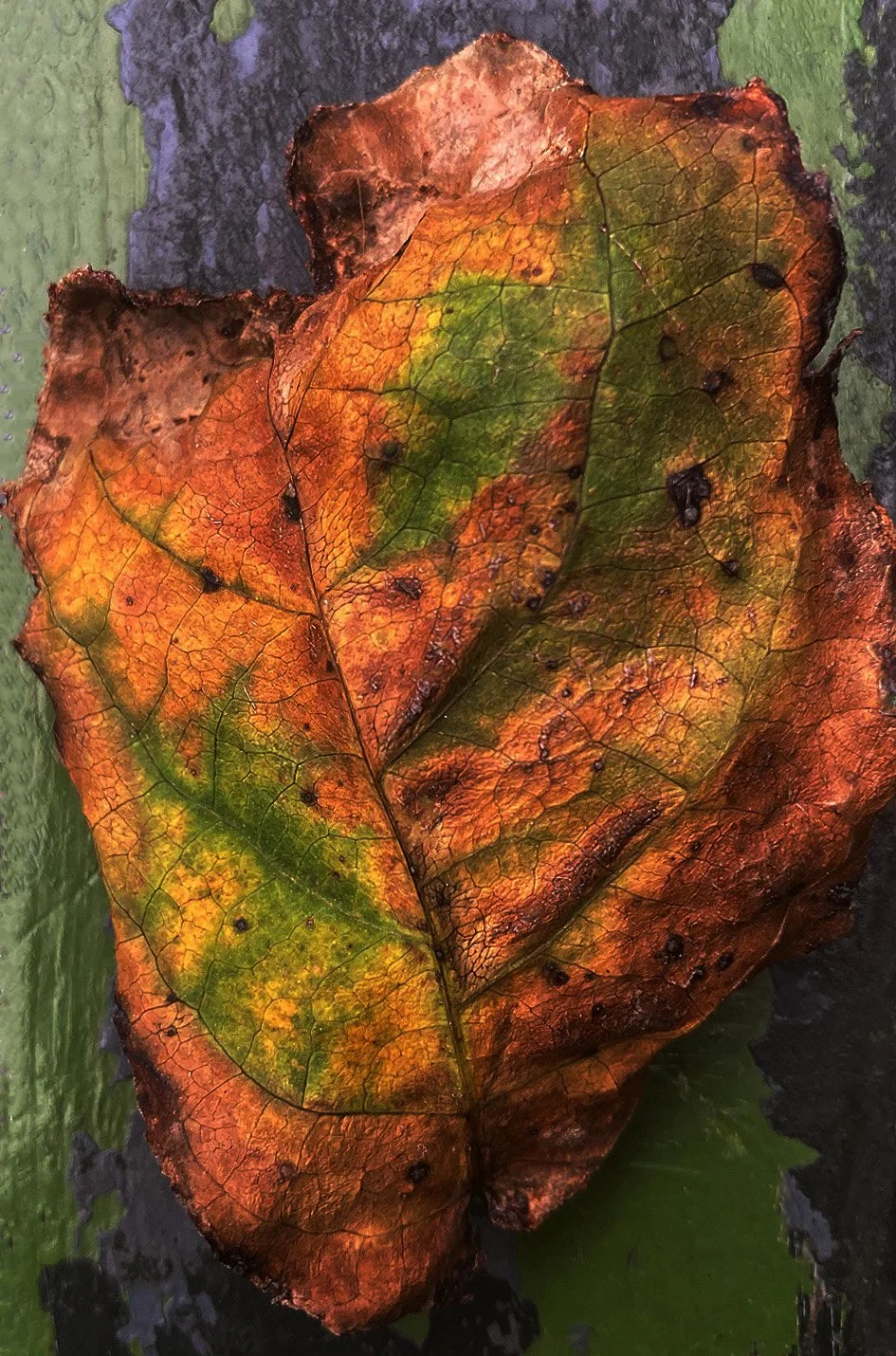 I Inside the Old I Dying