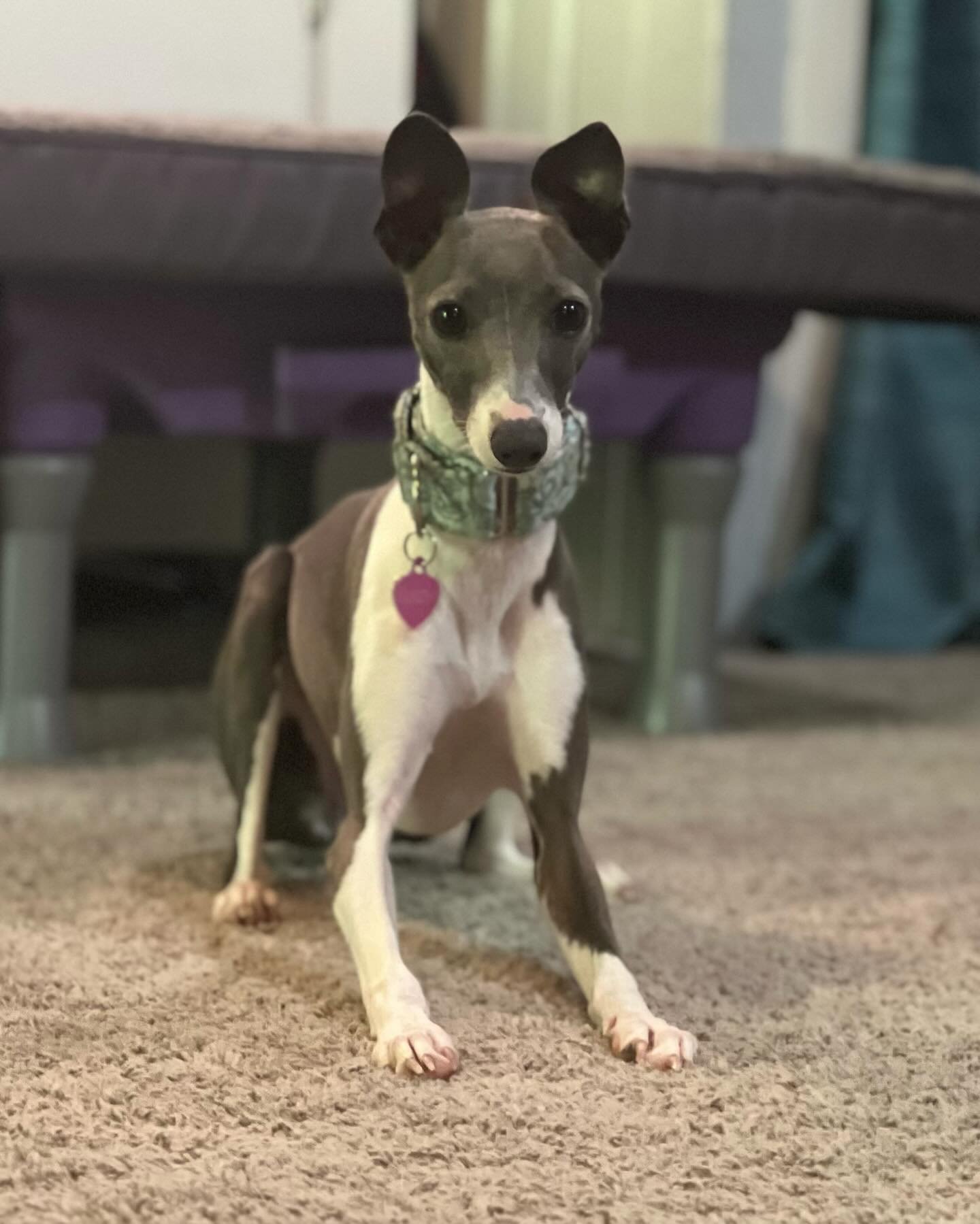 Lucyyyyyyy we&rsquo;re home!!!! Lucy is a little Italian Greyhound puppy and also my new obsession.  She is here for a trial overnight and as you might have seen in today&rsquo;s stories, has become fast friends with day school pup, Zola!