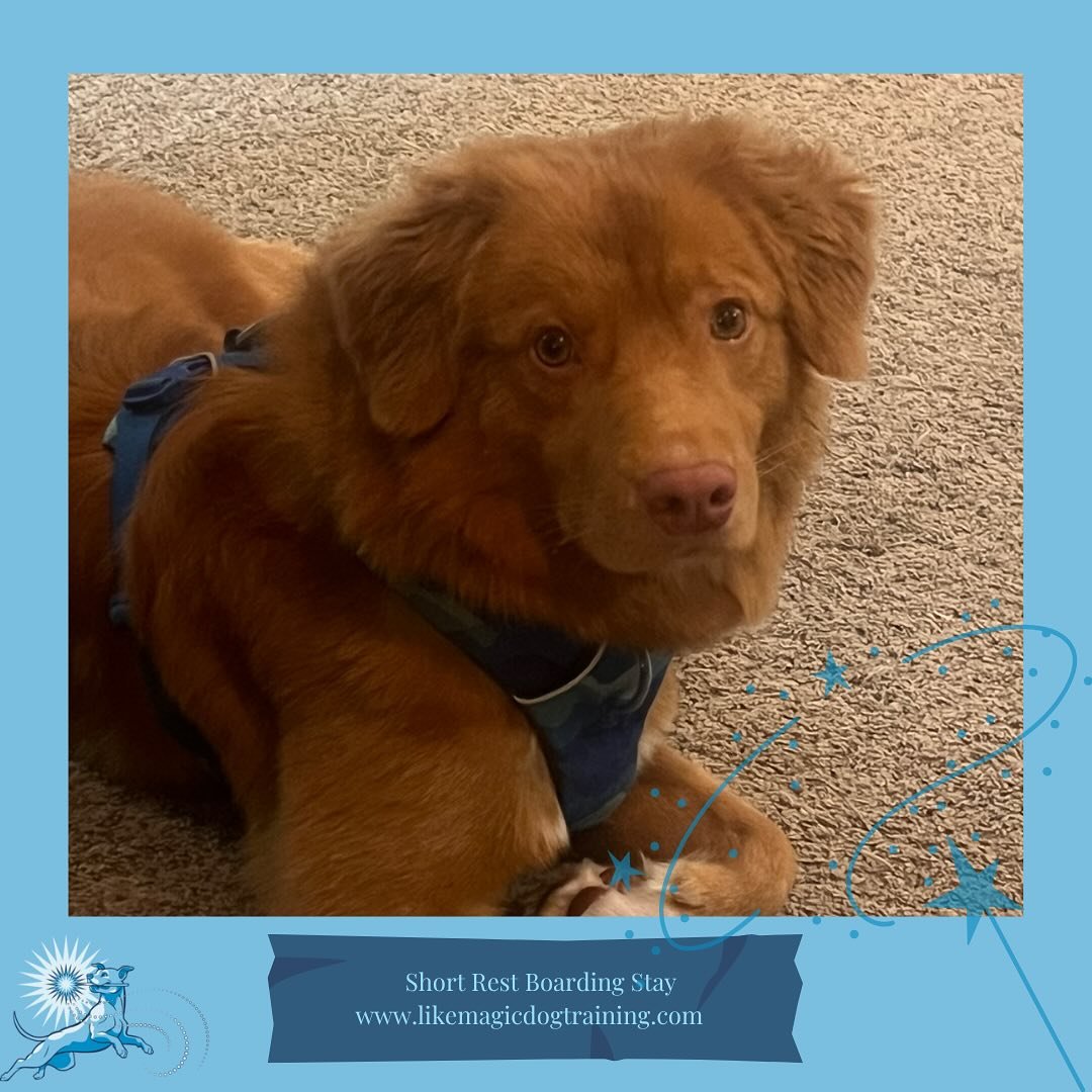 Astro has arrived! Astro is here for the first half of the month, sharing a stay with our friends at @hungrydogtraining  Love that I get to hang with this sweet boy!