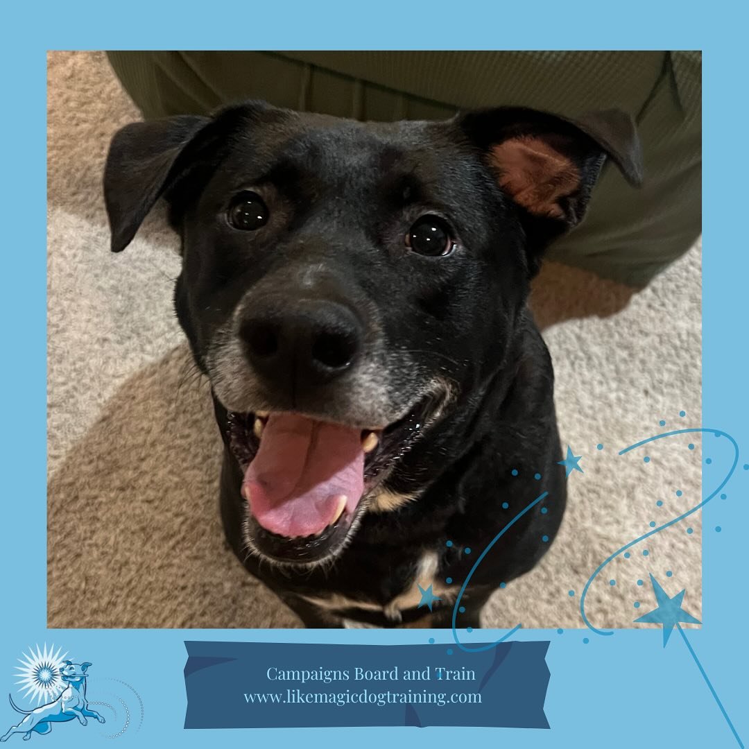 And here&rsquo;s lovely Miss Hati herself!  Hati has been scared of the world since adoption several years ago, and while her people have worked hard to broaden her circle, it&rsquo;s been an uphill battle. Her four week stay will focus on building u