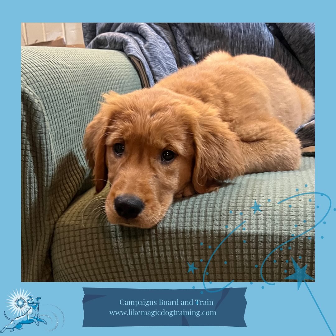 Holy. Puppy. Cuteness. Kaia is here for a three week stay while her family is out of town to work on puppy manners, socialization, and how to not drive her human siblings crazy!