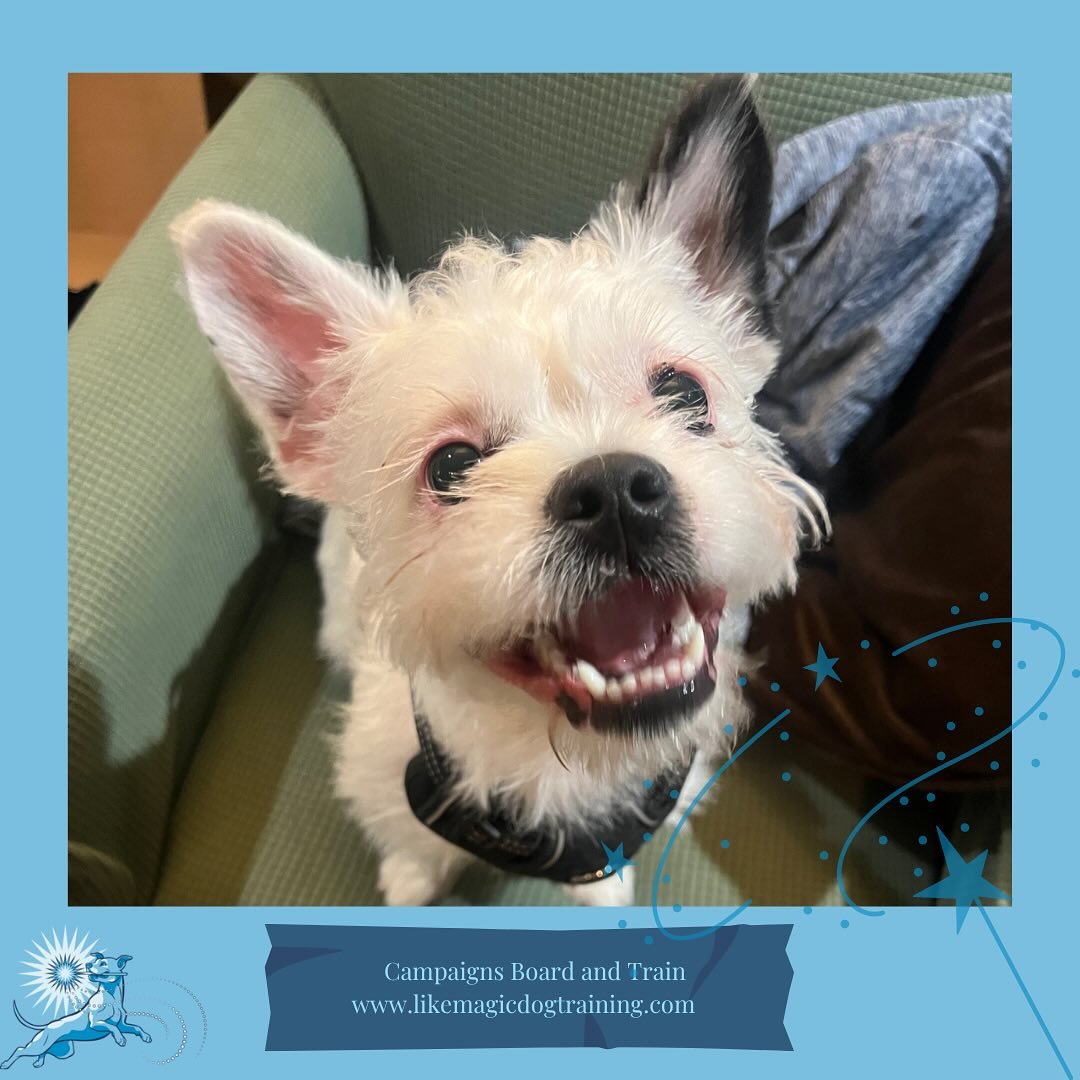 Just arrived this evening is Thor! Thor, along with his sister Hati, will be here for the next four weeks! Thor is going to be working on a variety of things including some leash reactivity, arousal regulation, and all around Good Boy Manners.