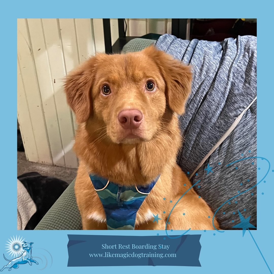 Did you blink? Astro went home last week but he&rsquo;s back again, this time for a longer stay until he can transfer over to @hungrydogtraining for the remainder of time Dad is out of town!
