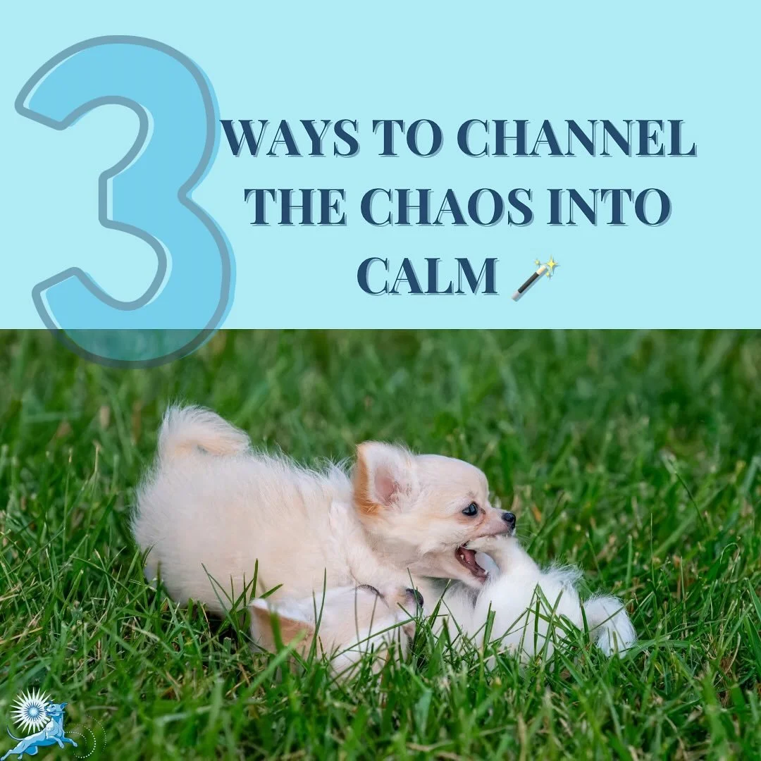 ✨ From Gremlin to Gentle:
 If your puppy is nipping, biting, or tearing laps around the house at 9pm, you&rsquo;re not alone.
Puppy biting + zoomies aren&rsquo;t &ldquo;bad behavior&rdquo; &mdash; they&rsquo;re normal signs your dog&rsquo;s needs are