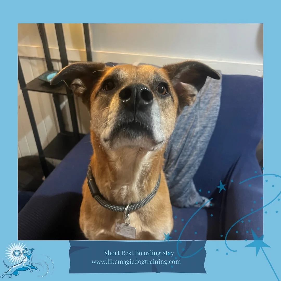 And also here welcoming me back from vacation, another familiar face - Soom Soom!  I don&rsquo;t have puppy pics of him like I do Clover and Cal, but I have been lucky enough to watch him grow into quite the dignified gentleman ❤️