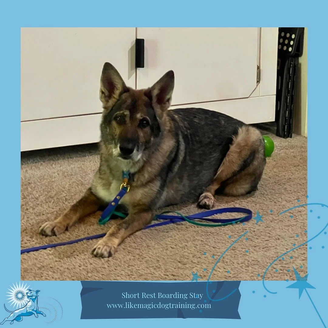 Remember Quest, who got her acclimation picture taken outside so she didn&rsquo;t have any pressure from me whatsoever indoors and could just hide in her crate? 

Look who is laying down and relaxing on her own in the house! Not quite ready to pose o