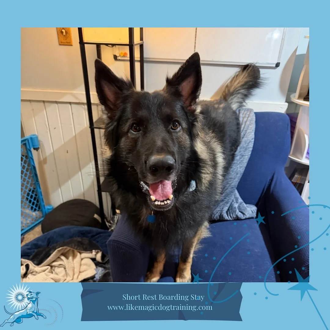 Quest&rsquo;s housemate (and Fig&rsquo;s full sibling) Mishka however is 💯 used the hanging out here at this point and immediately reported to The Chair to say hello!