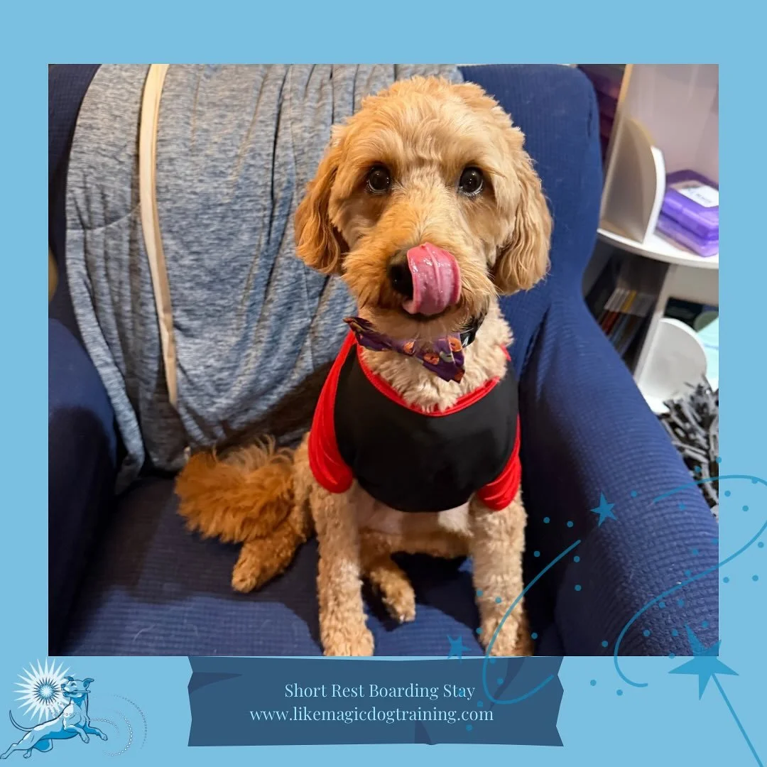 Dressed and ready for a weekend away, Charzi is styling in his new t shirt and here for the weekend while his family is away!
