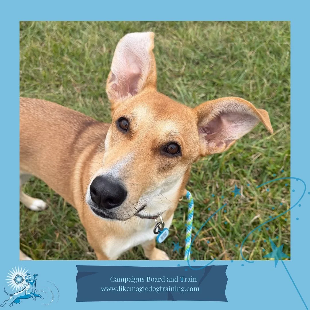 Some more incredible ears joining us this week! Daisy is here for two weeks for some manners training, with a focus on confidence building and polite behavior around the kitties 🥰