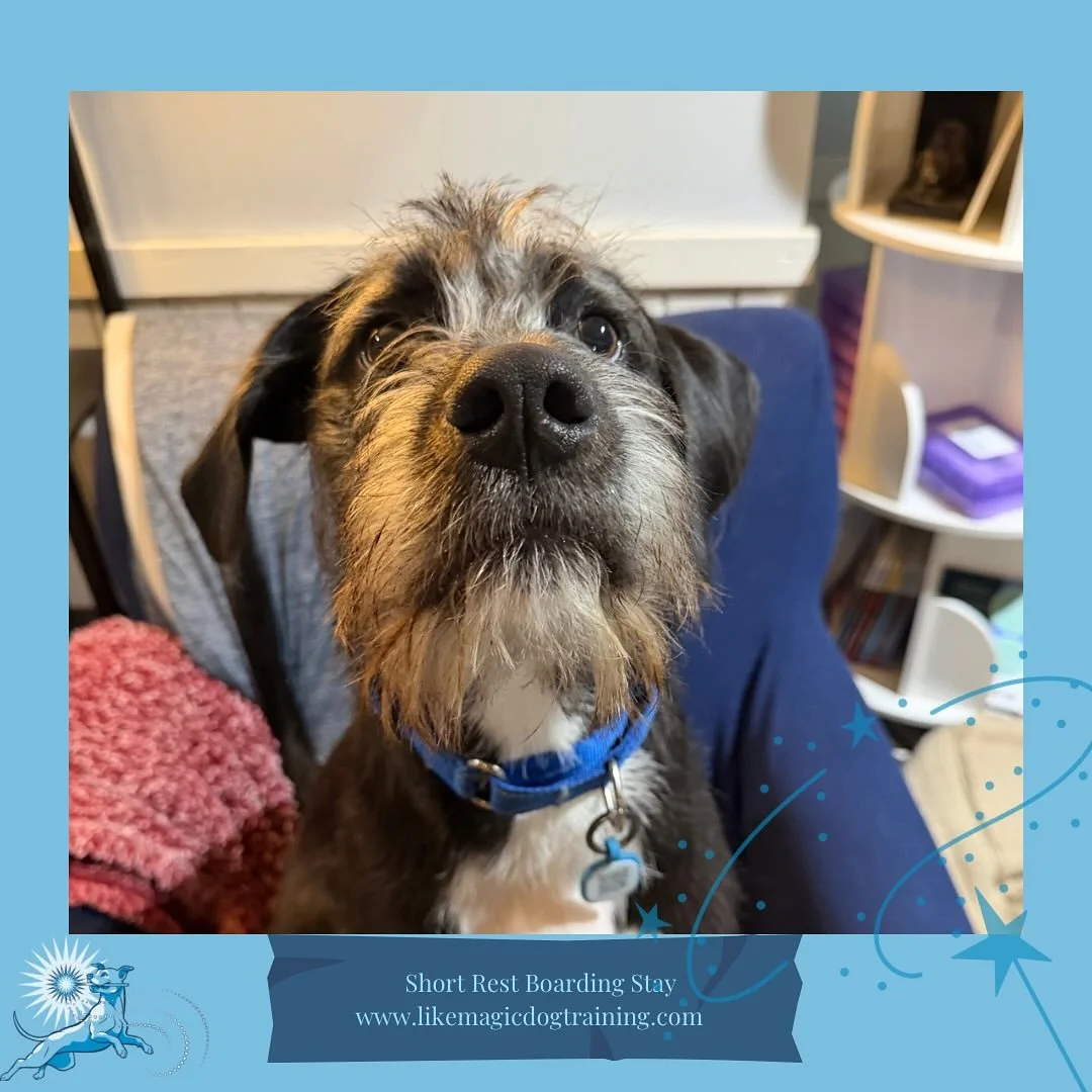 He&rsquo;s back!!!! Mr Midnight returns for a short boarding stay while his folks are away.  I think his beard is looking even more distinguished 🥰