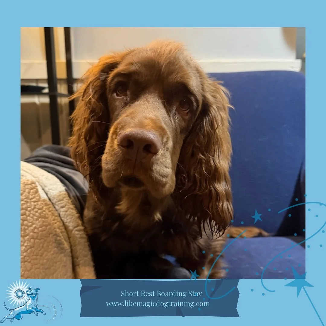 And Gimli, who after several day visits here I finally get to keep all night!  He’s already looking so GROWN 🥰😍🥰