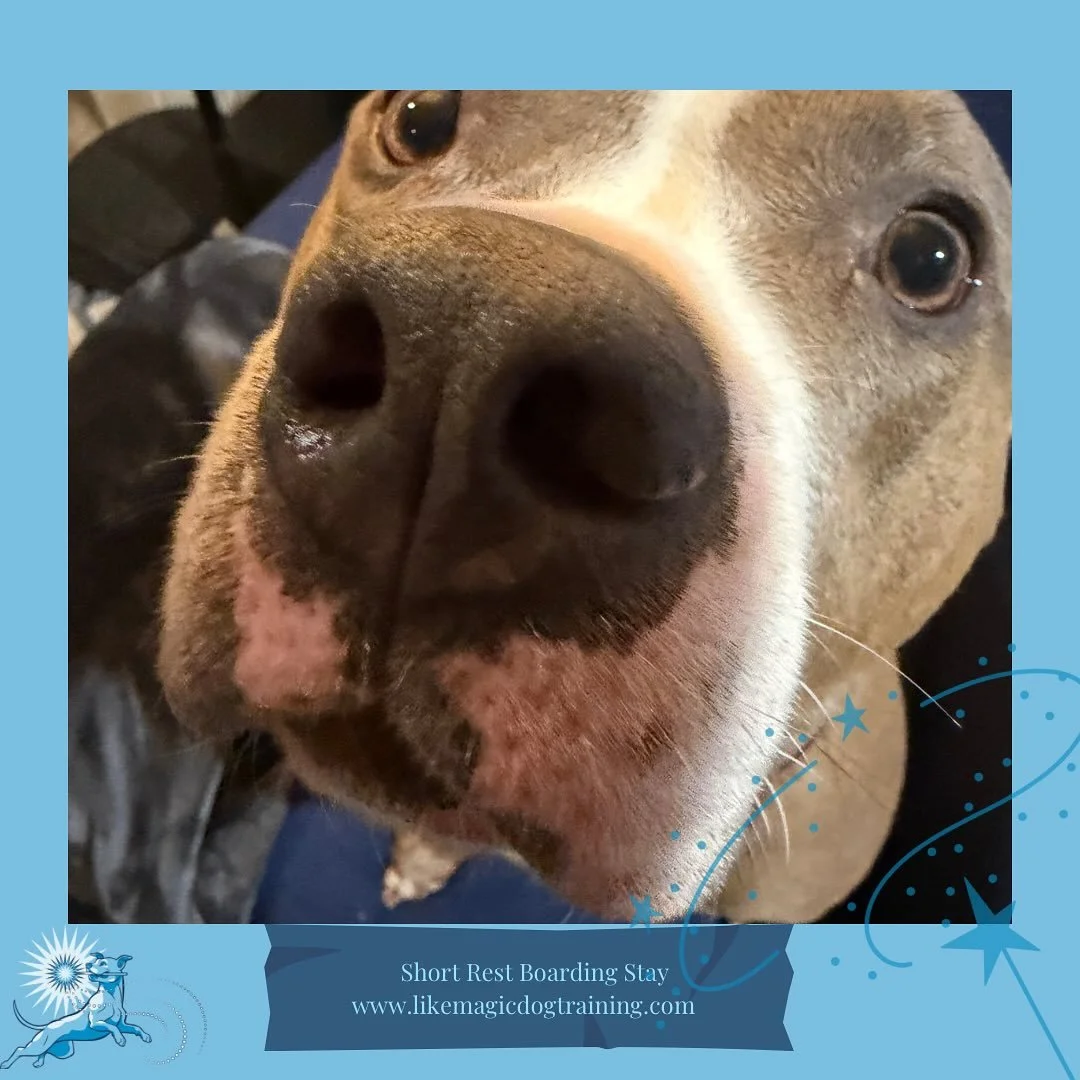 We have a few new arrivals today! First Lucy, who I think gets her snoot closer to the camera each stay 😆