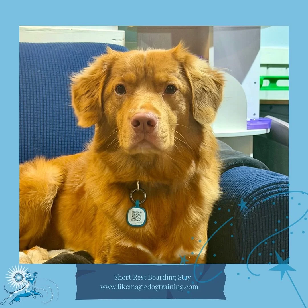 We&rsquo;ve got guests arriving for the weekend! First here is Astro, who will be here until Monday while dad is out of town ❤️