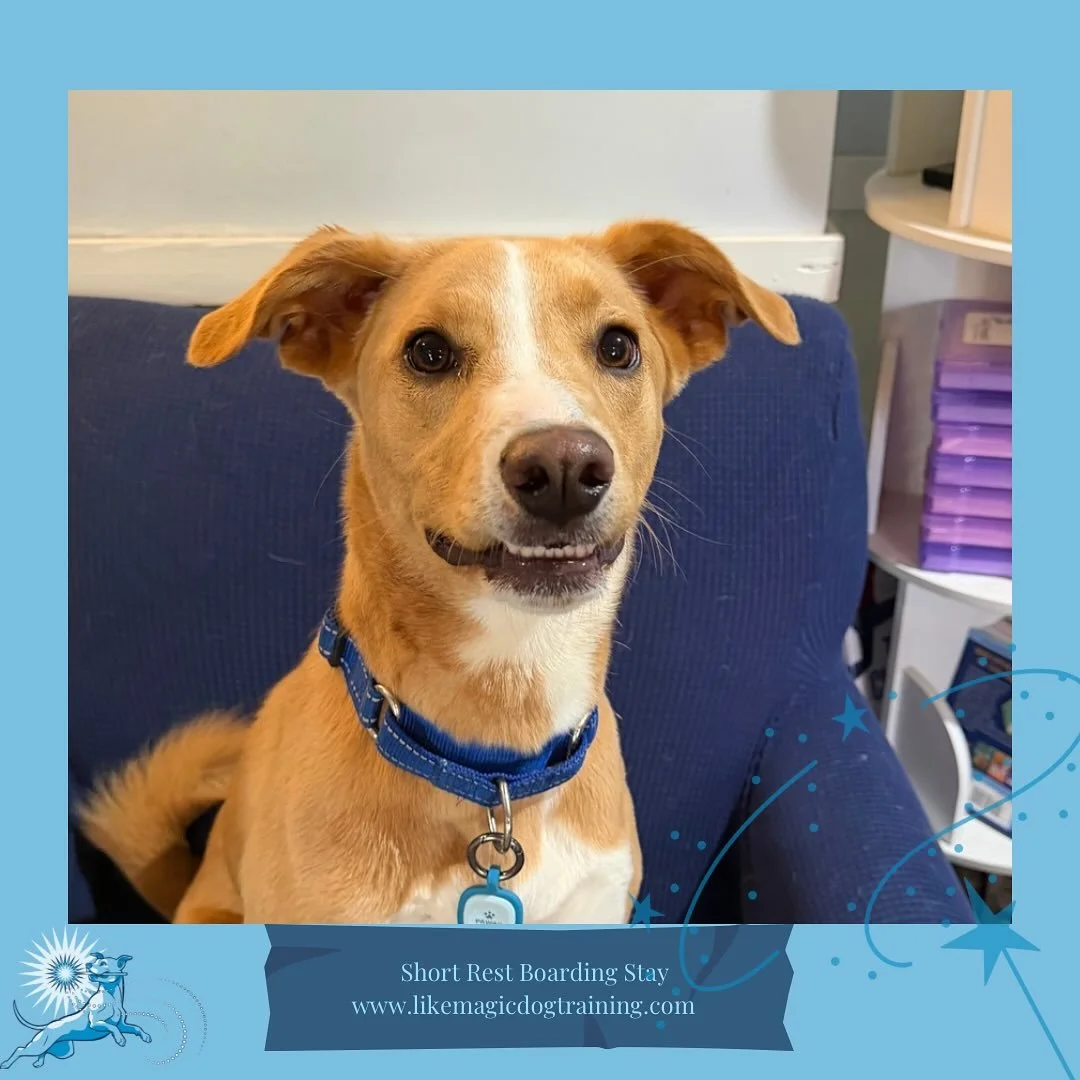Say 🧀! Smiling Carter is here for the weekend as well, and she and Astro have already had lots of little play sessions to tire each other out. 
There&rsquo;s a theme to this weekend&rsquo;s boarders.  Can you figure it out?