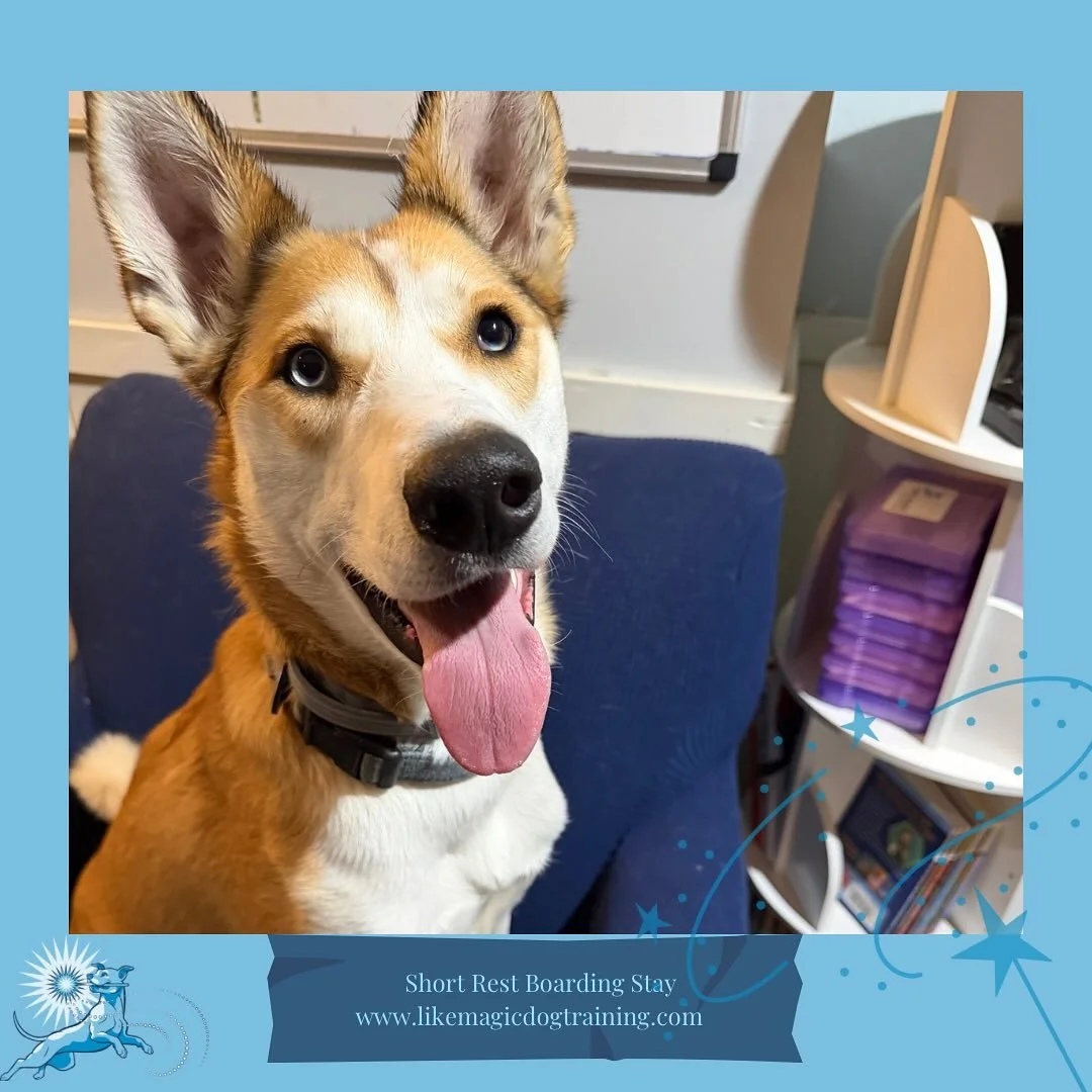 Hi Kaya! Kaya is here to hang out overnight and completes my trifecta of @hungrydogtraining alumni 🥰