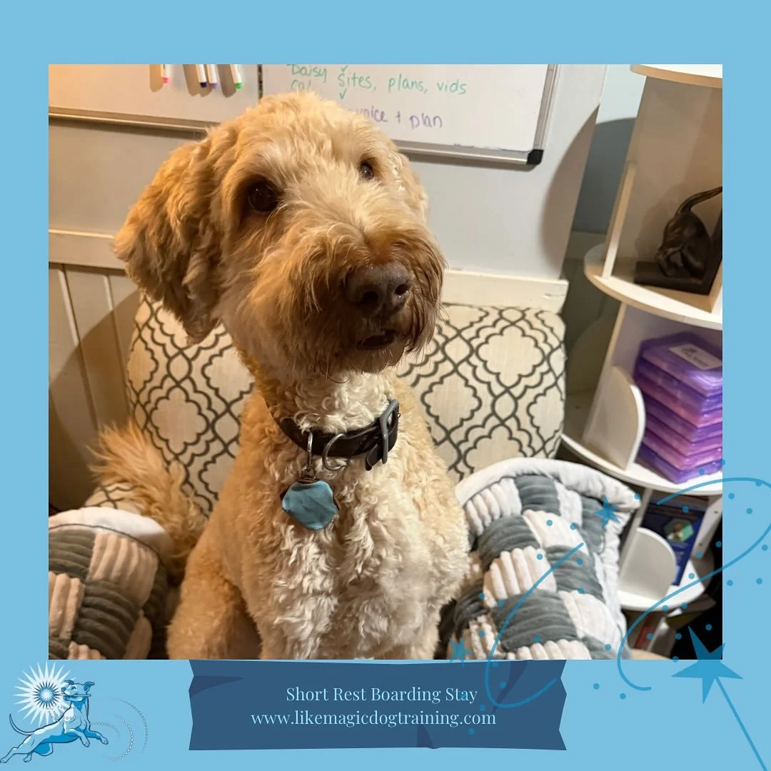 Big hello to my buddy Fitz!!! Hanging out for a night this week (and next!) 🥰