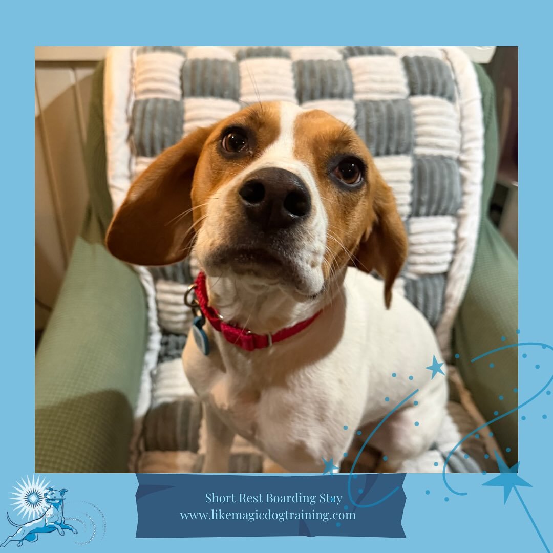 Welcome Sadie!!! Sadie is my dog-in-law, and she will be hanging with us for the next few days/weeks while my mother in law recovers from surgery (Sadie is an excellent cuddle companion, but a little bouncy 😆)