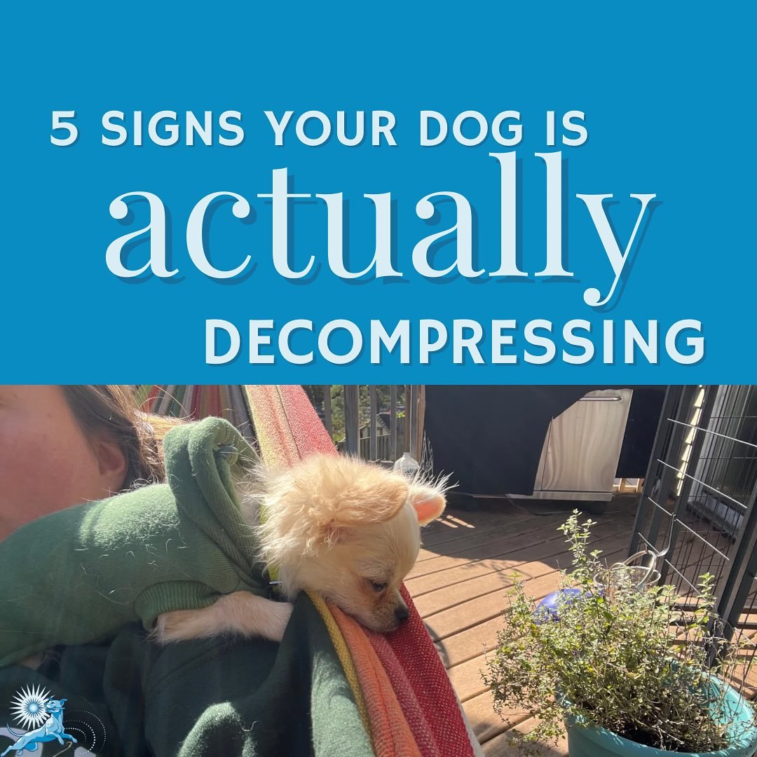 How to tell your decompression time is working.

These subtle signs mean your dog&rsquo;s nervous system is starting to feel safe again &mdash; and that&rsquo;s when training really starts.