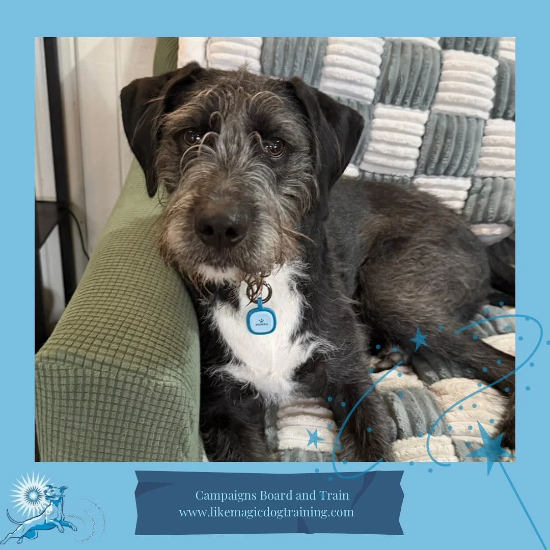 This dapper gentleman is back! Mr Midnight is here for a few weeks of board and train to help him get his teenage self ready to meet his New Baby Human his people got for him (he assumes) in a couple weeks!